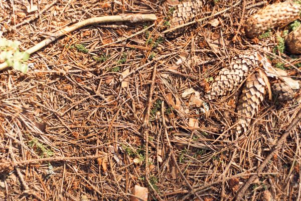 Cost of Pine Needles Removal in Elgin