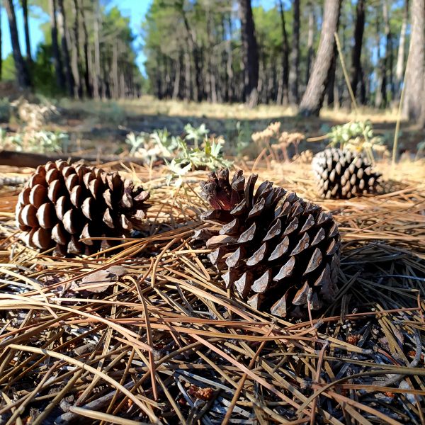 Cost of Pine Cone Removal in Elgin