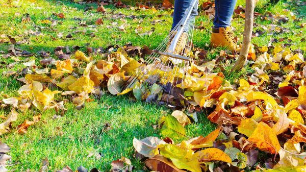 Cost of Autumn Leaf Removal in Elgin